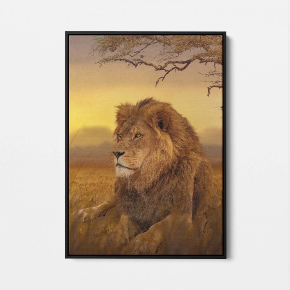 Afrikaanse Leeuw bij Zonsondergang