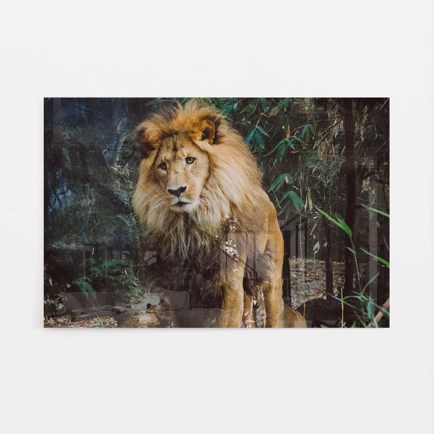 zijn overschrijving Tether Leeuw in de Jungle schilderij kopen? | Kies uit een ruim aanbod hoge  kwaliteit Schilderijen! | TrendingArt.nl